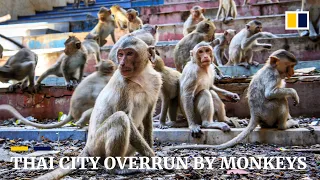 Humans try to take back control in Thai city overrun by monkeys