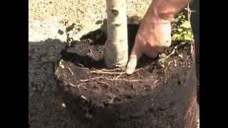 Girdling Roots on Trees
