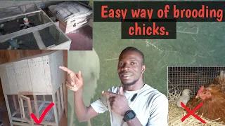 Easy way of brooding chicks.