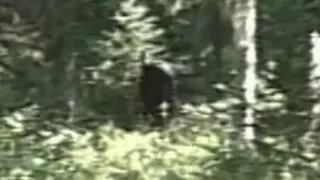 The Freeman Footage in never seen before Quality ENHANCED VERSION Bigfoot, Sasquatch, Yeti