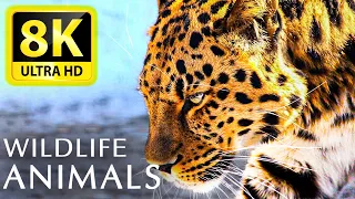 Ultimate Wild Animals Collection in 8K ULTRA HD / 8K TV -  Relaxing music and nature sounds 8K TV