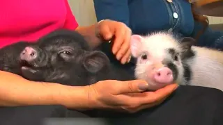 Cafe Lets Guests Sip Tea and Pet Pigs