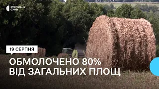 На Сумщині завершують жнива: обмолочено 80% від загальних площ ранніх зернових