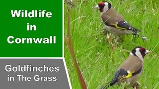 Goldfinches Eating Dandelion Seeds - European Goldfinch - Chardonneret élégant