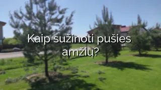 Didelių medžių persodinimas. Kaip sužinoti pušies amžių?