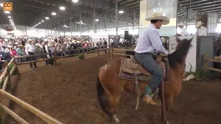 Western Heritage Ranch Horse Sale Abilene, TX