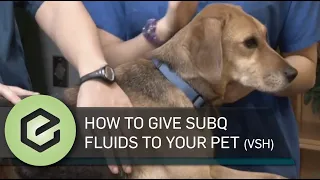 How to Give SubQ Fluids to Your Pet (VSH)