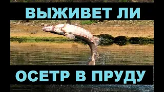 ВЫЖИВЕТ ЛИ ОСЕТР В ПРУДУ