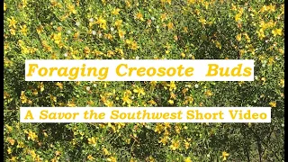 Foraging Creosote Buds - 🌵 🌄 🌵 Savor the Southwest