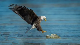 Can Eagle Hunt Baby Crocodile ?