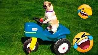 😆❤️ Funny Dog And Cat Videos 😹🐶 Best Funny Animal Videos 2024 # 48