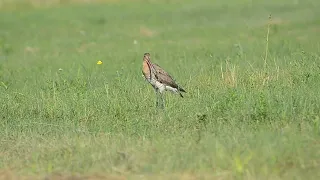 Ария большого веретенника :)