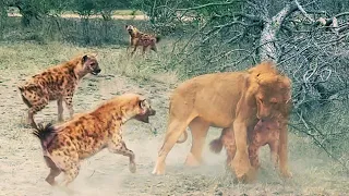 10 Hyenas Rescue Other Hyena Caught by Lion