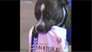 Bailey The Dog Helps Homeless Man Beat His Drug Addiction!