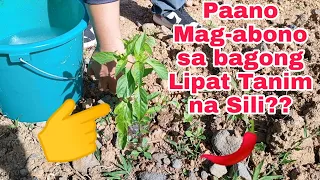 Paano Mag-Fertilizer sa Sili??