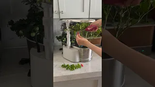 Harvesting shishito peppers in my indoor hydroponic garden #gardenasmr  #aerogarden #peppers