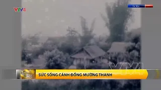 Sức sống cánh đồng Mường Thanh (Điện Biên) | VTV4