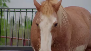 Horse Hay Feeder - an outdoor hay feeder for your equine friends!