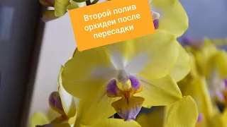 Второй ПОЛИВ орхидеи ПОСЛЕ ПЕРЕСАДКИ! Это нужно знать 😉. Sweet Shinny Girl