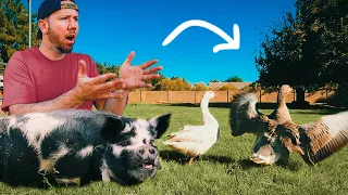 PIG vs. GUARDIAN GEESE (they HATE each other)