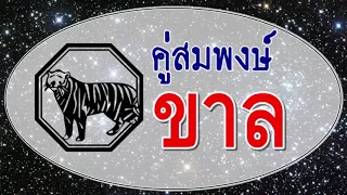 คู่สมพงษ์ ปีขาล ตามตำราจีน แม่นไหม? ต้องพิสูจน์