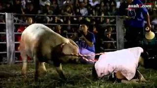 Родео на свиньях Rodeo at pigs