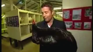 BLACK ROOSTER SCARES REPORTER ON LIVE TV
