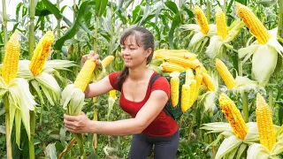 Harvesting Corn Goes to market sell, OFF GRID FARM - Farm life | Phương Daily Harvesting
