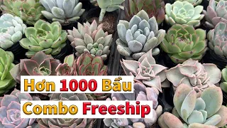 Sen đá 12k phù hợp mọi người chơi | succulent Gia Nghia