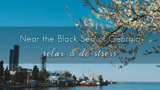 NEAR THE BLACK SEA: porpoises and others | GEORGIA, Batumi | Грузия, Батуми, Чёрное море