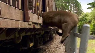 Yogi Bear 3D | trailer #3 US (2010)