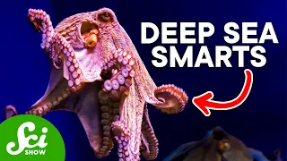 Why The Octopus is So Incredibly Intelligent