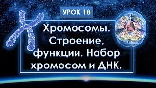 Урок 18. Хромосомы, их строение и функции