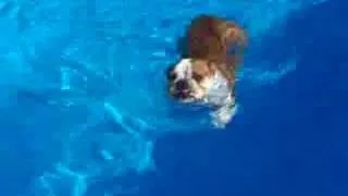 Swimming bulldog