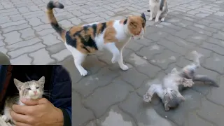 Kitten being brutally beaten by stray calico cats || kitten after 12 days.