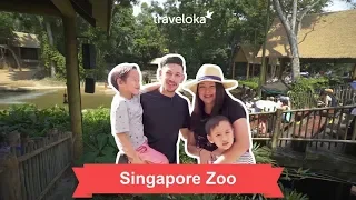 Singapore Zoo Tour | Travel Guide