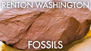 Renton, Washington: I found fossils near Seattle! Rockhounding the Cedar River