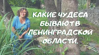 Пальмы, туевики и ... какие чудеса бывают в Ленинградской области.