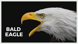 What does a bald eagle sound like? Real bald eagle sound and call!