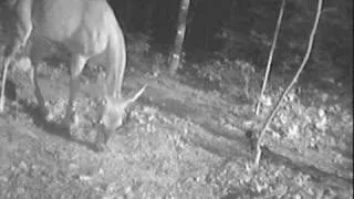 Deer Surviving on 3 legs