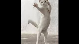 TOP Funny Cat and Dog Dancing -this is so cute