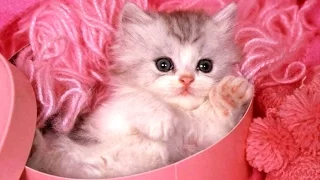 Cute Kittens - A Funny And Cute Kitten Videos Compilation 2017 [BEST OF]