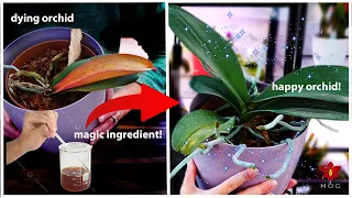 This magic secret makes Orchid grow leaves in just days!