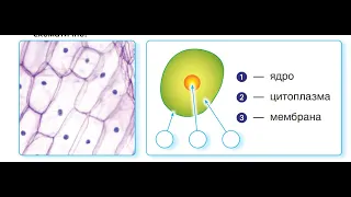 227.  Клітина — «цеглинка» організму 3 клас "Інтелект України"