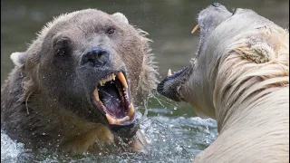 Top15 Unbelievable Bear Attacks & Interactions Caught On Camera