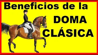 Ejercicios que ayudan a la salud del caballo doma clásica la base de todas las disciplinas ecuestres