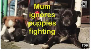 Mum lets her puppies fighting with each other