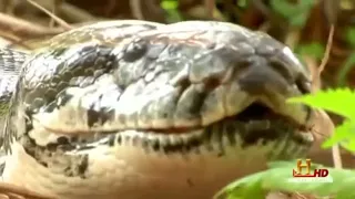 Giant Man Eating Anacondas and Pythons FULL DOCUMENTARY