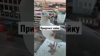 Приручил чайку