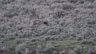 Wolf in the Lamar Valley, Yellowstone